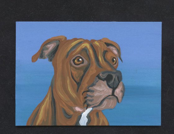 ACEO ATC Original Miniature Painting Red Pitbull Pet Dog Art-Carla Smale