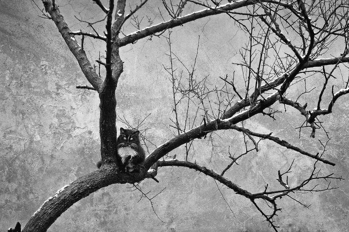 Photorealistic Animal Photograph By Valerix, 24 X 16", Wintering Cats, Original Artwork