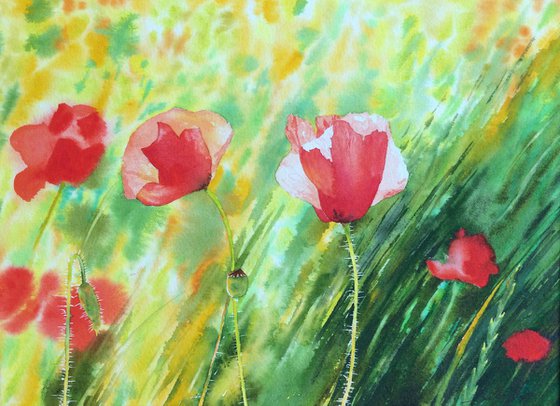 Poppies