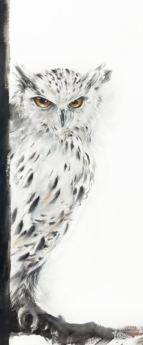 White Owl by Sophie Rodionov