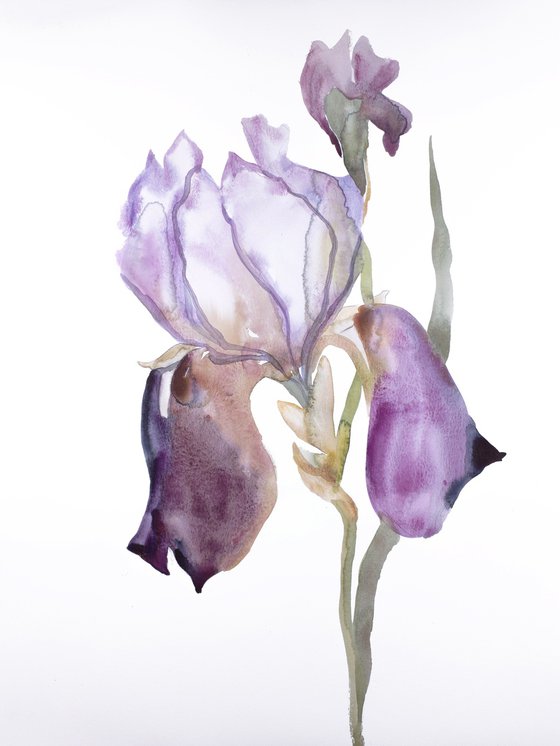 Iris No. 176