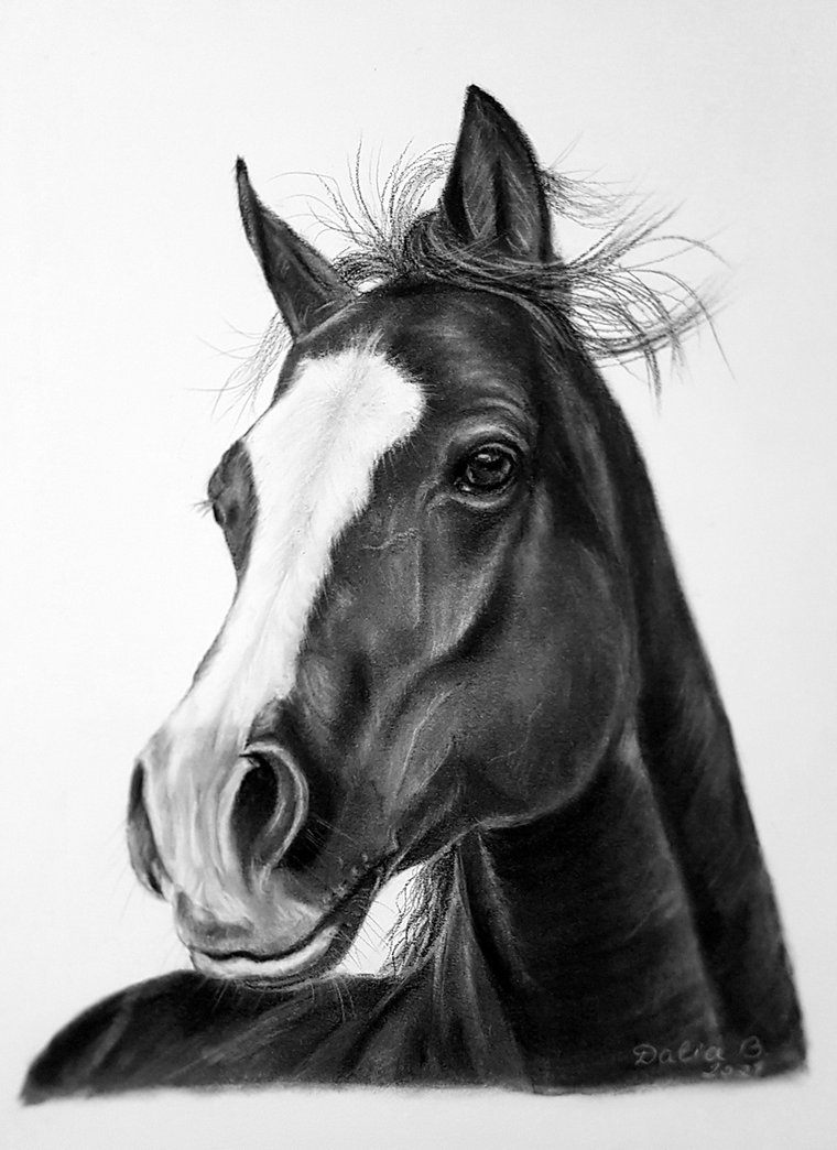 Photorealistic animal and bird charcoal drawings | Artfinder