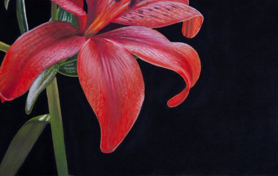 Red Lilly