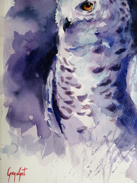 snowy owl
