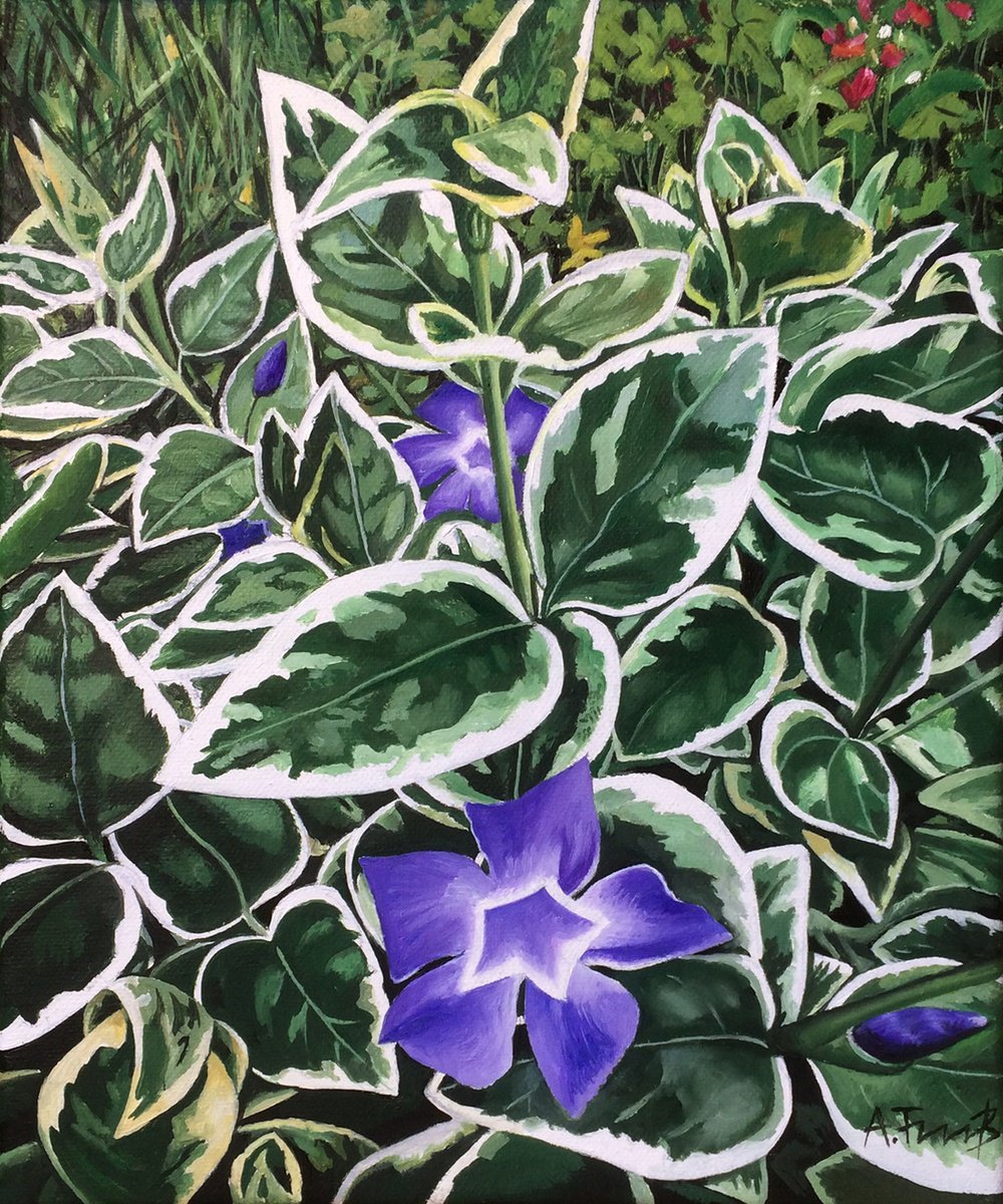 Periwinkle in the Garden by Alexander Titorenkov