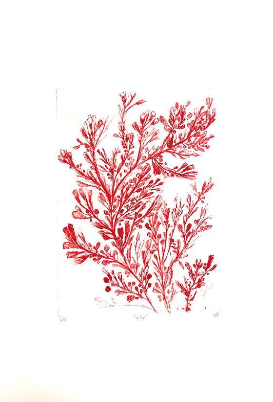 alga