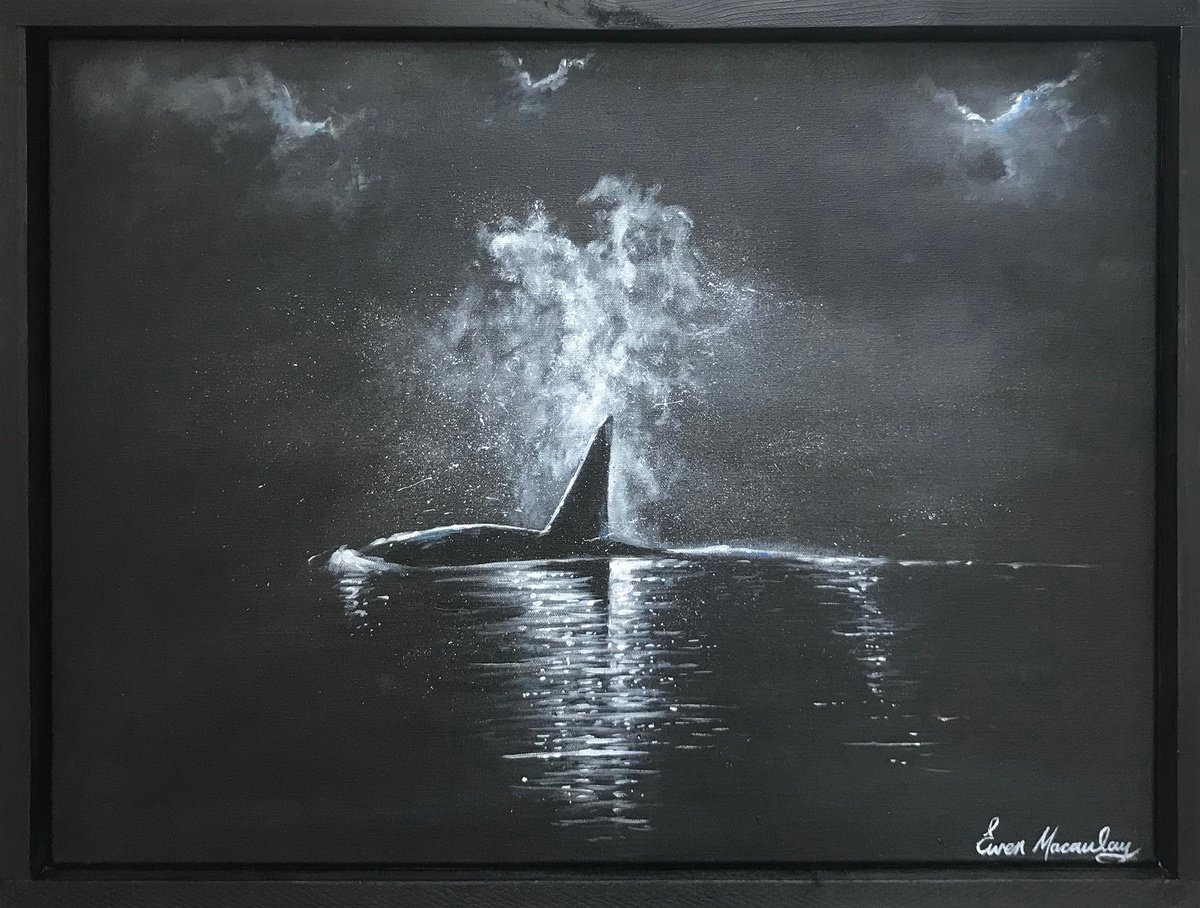 Moonlit Killer Whale by Ewen Macaulay