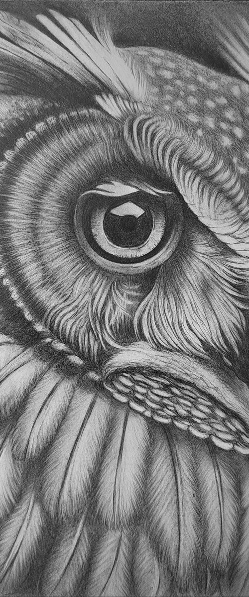 Owl by DIANA ARTY
