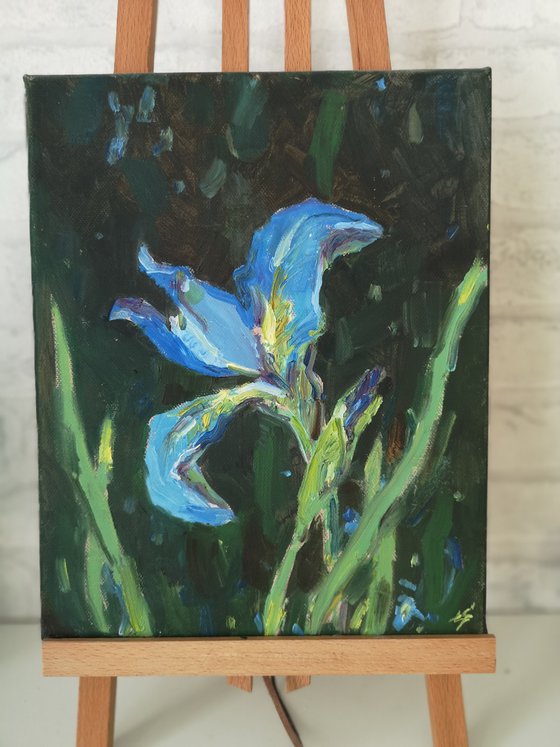 Blue iris