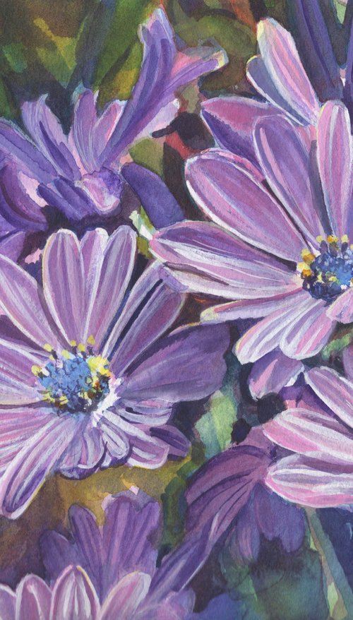 African Daisies by Sarah Stowe