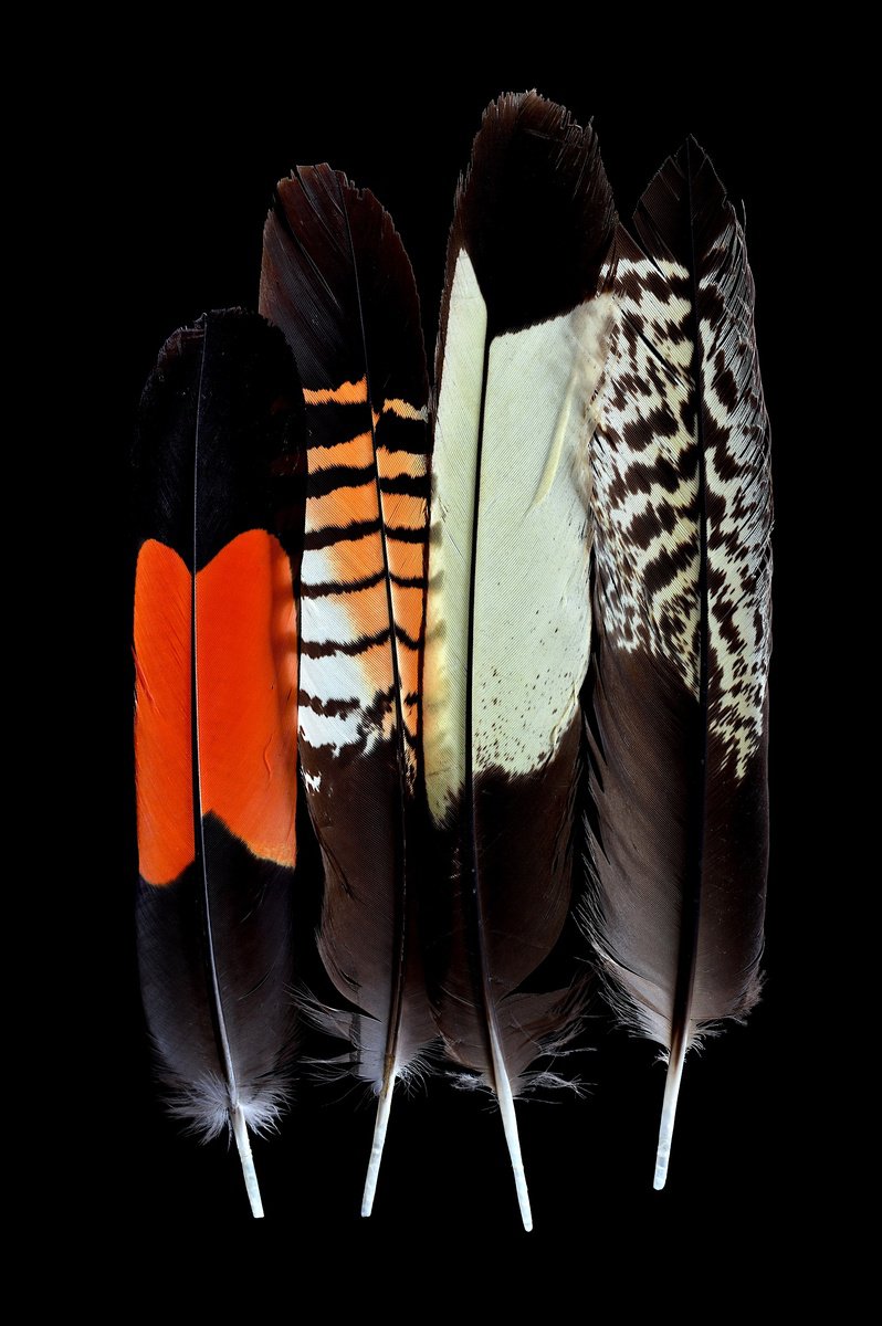 Animal Photograph By Nadia Culph, 24 X 35", Karak And Ngolak Feathers, Original Artwork