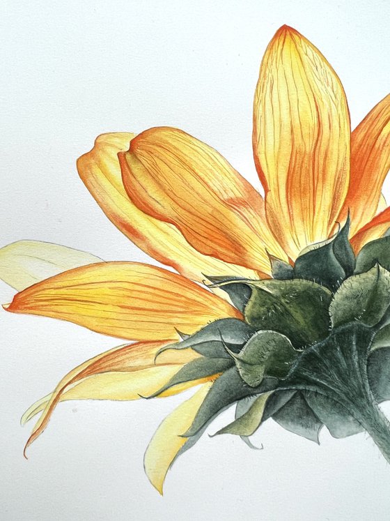 Sunflower. Original watercolor artwork.
