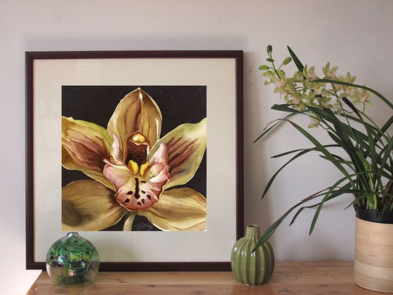 Cymbidium orchid in bloom