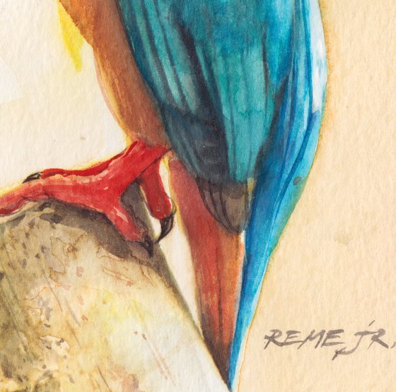BIRD CL - Kingfisher