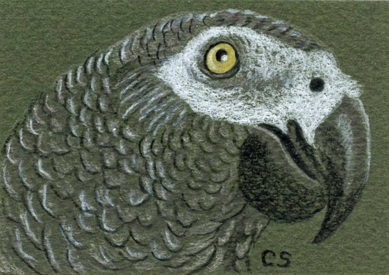 ACEO ATC Original Drawing African Grey Parrot Pet Bird Art-Carla Smale