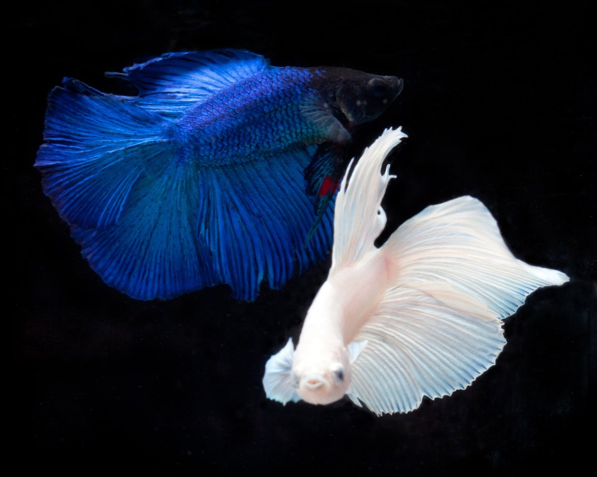 Photorealistic Animal Photograph By Michael Filonow, 32 X 26", Betta 90, Original Artwork
