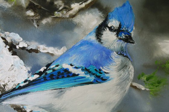 Blue Jay. Original painting oil on canvas