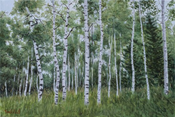 Birch Forest