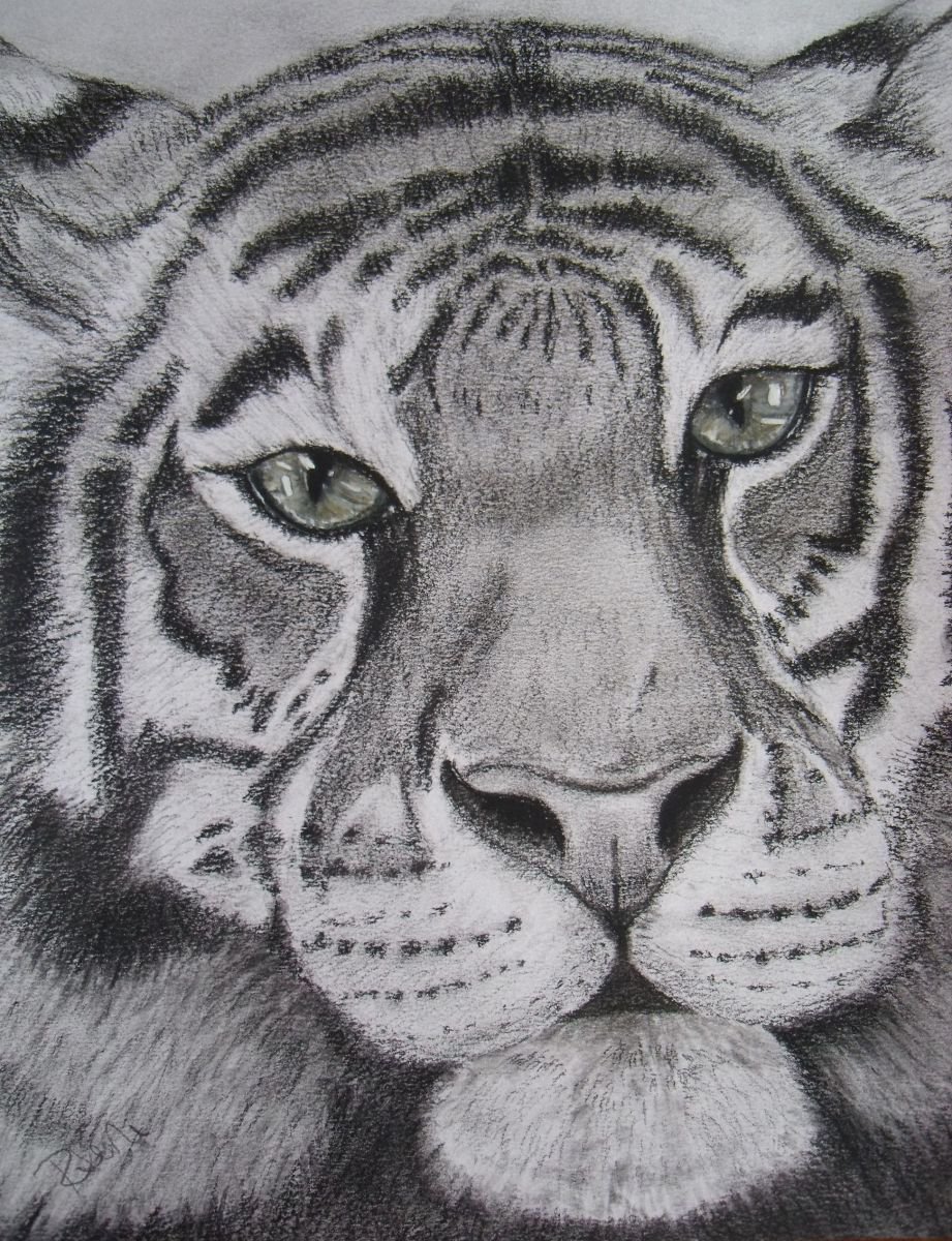 Tiger close up by Ruth Searle