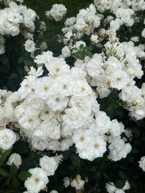 NT#137 white roses