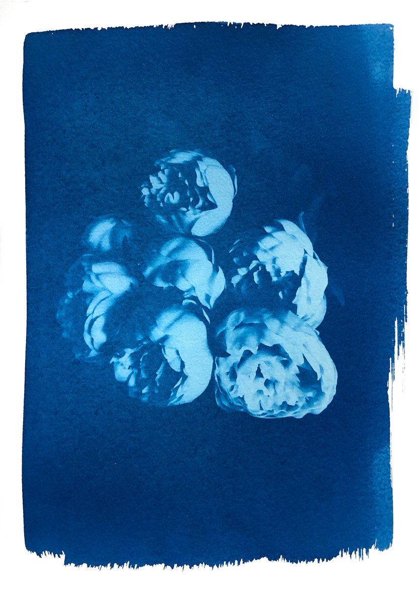 Peonies (cyanotype) by Ellie Dunlop