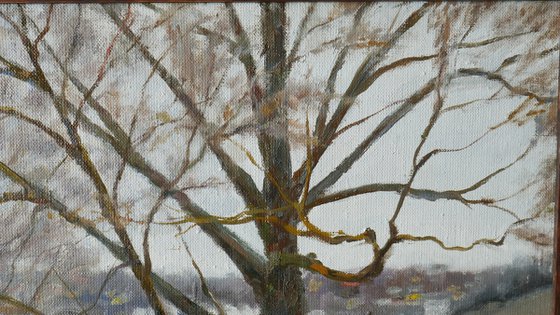 The Old Willow