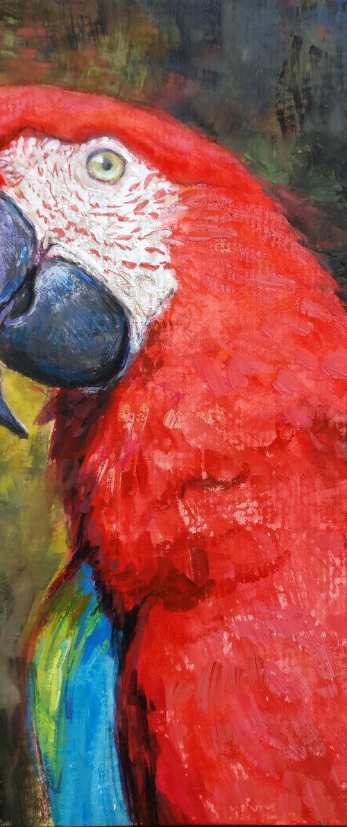 Scarlet macaw by Gabriel Hermida