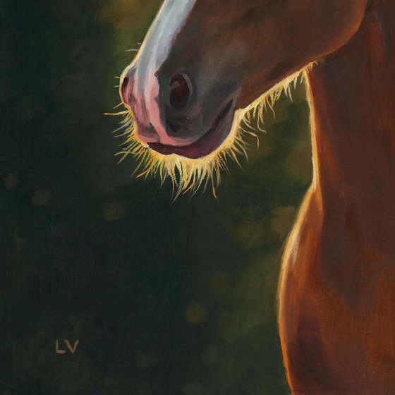 Brown horse portrait at sunset