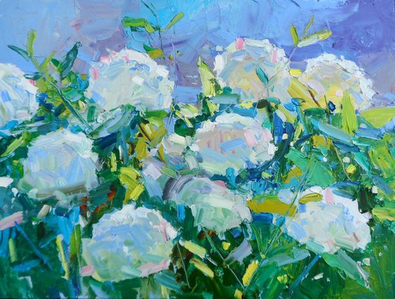 "  Hydrangea "