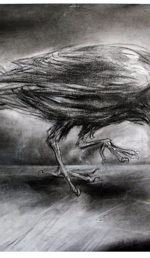 Crow, in a Box by John Sharp