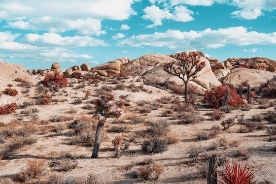 Joshua Tree I