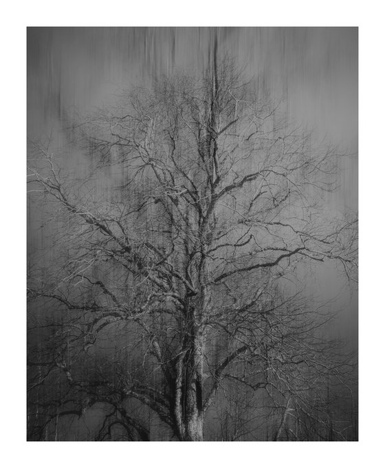 The Wind Blows II