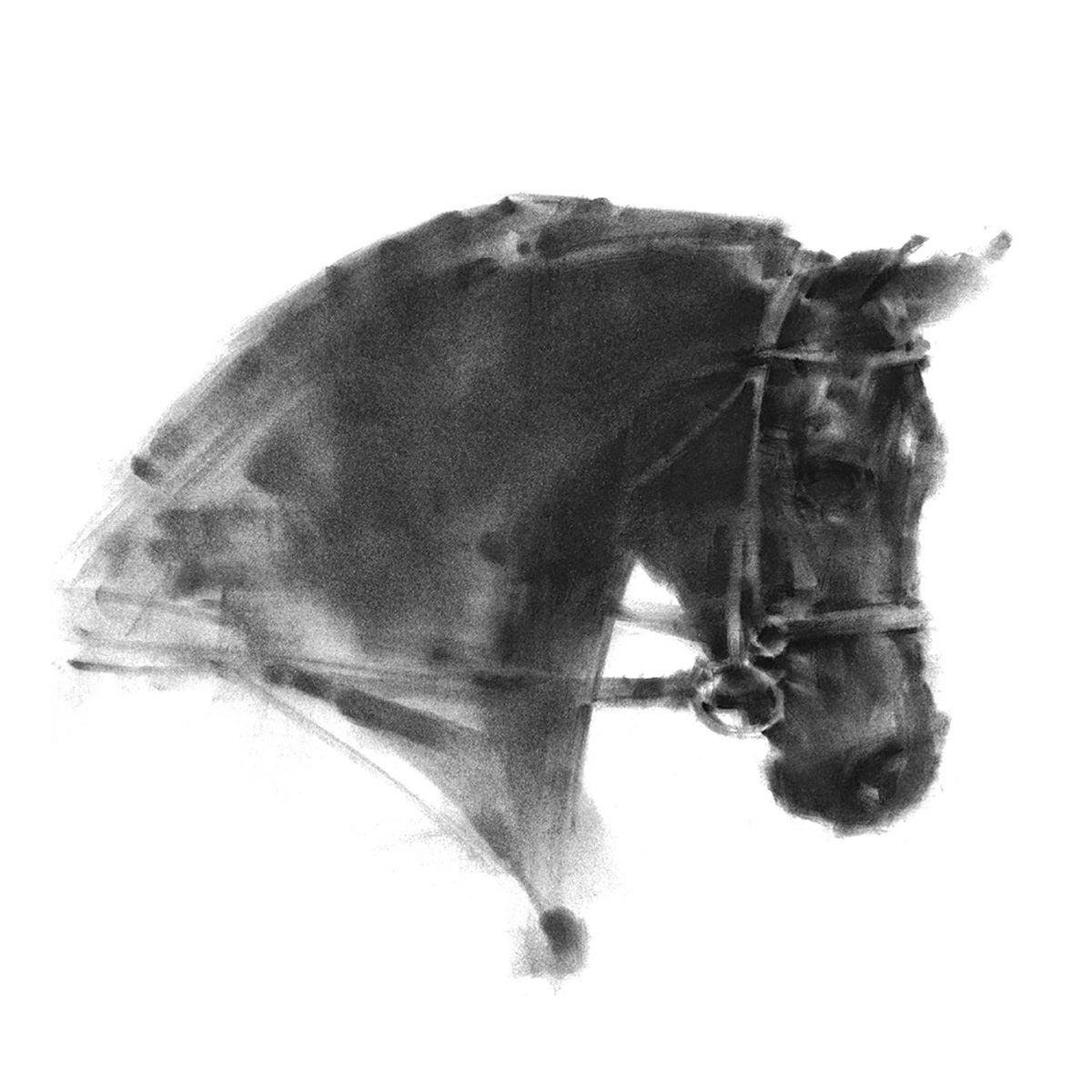 DARK HORSE by Tianyin Wang