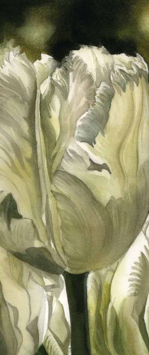 white parrot tulips in spring by Alfred  Ng