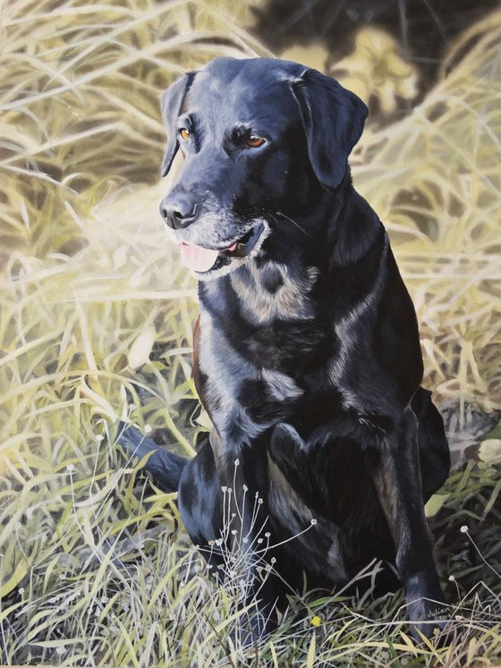 Jasper black Labrador