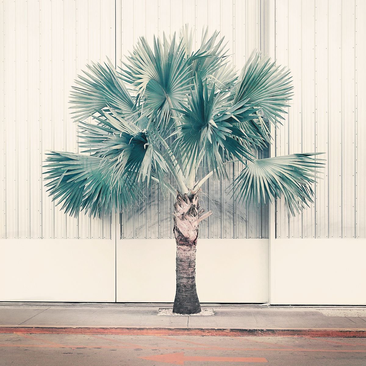 Urban And Pop Botanical Photograph By Nadia Attura, 20 X 20", Palm Park, Original Artwork