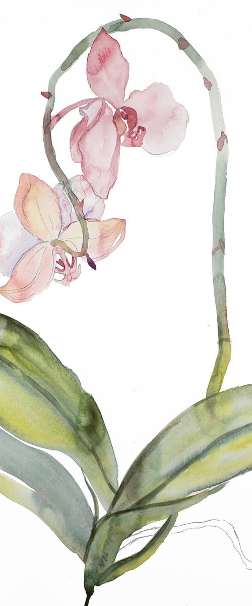 Orchid No. 9 by Elizabeth Becker