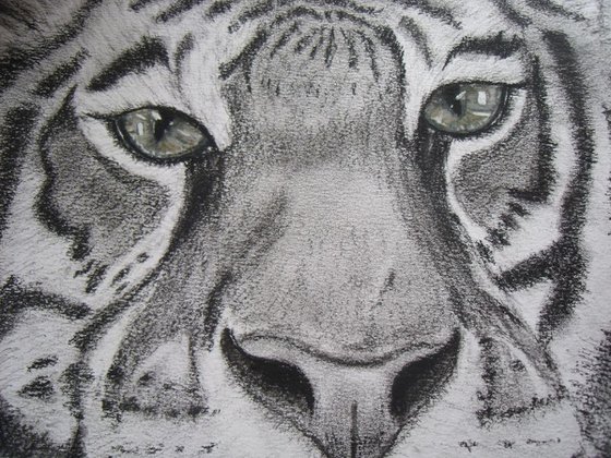 Tiger close up