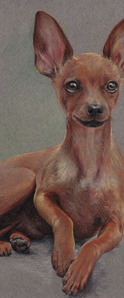 Pastel portrait of russian toy terrier. 21x30 cm by Olga Tsvetkova