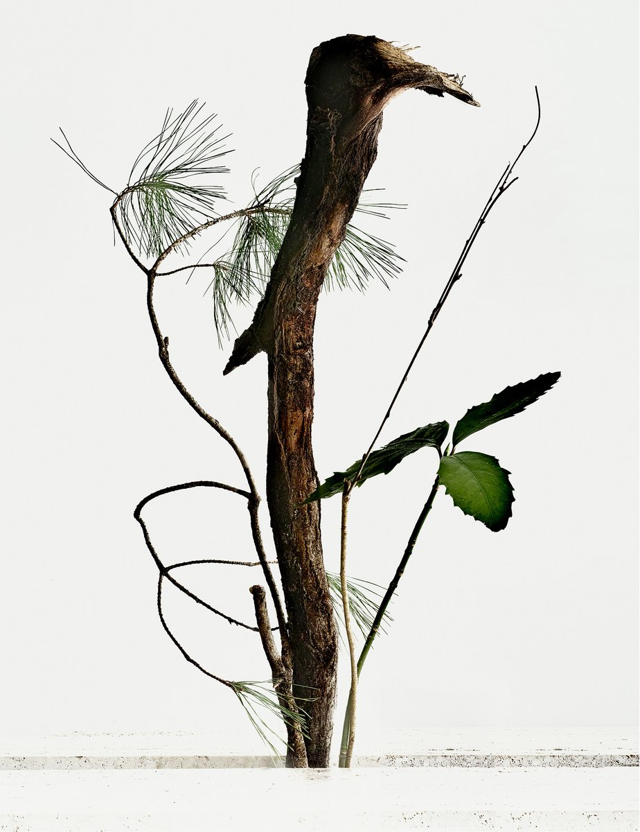 White Light#022-Pine, Aucuba, wisteria vine, tree- by Keiichiro Muramatsu
