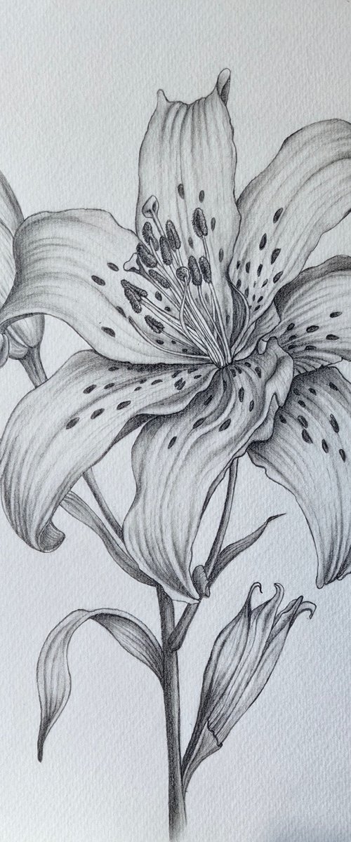 Lily by DIANA ARTY