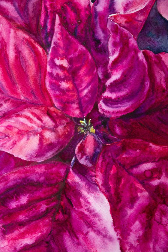 Poinsettia magenta flower