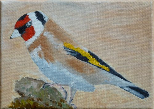 Goldfinch by Maddalena Pacini