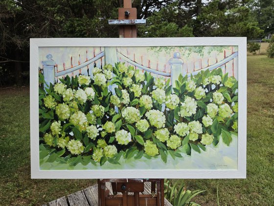 White Hydrangeas by the Fence
