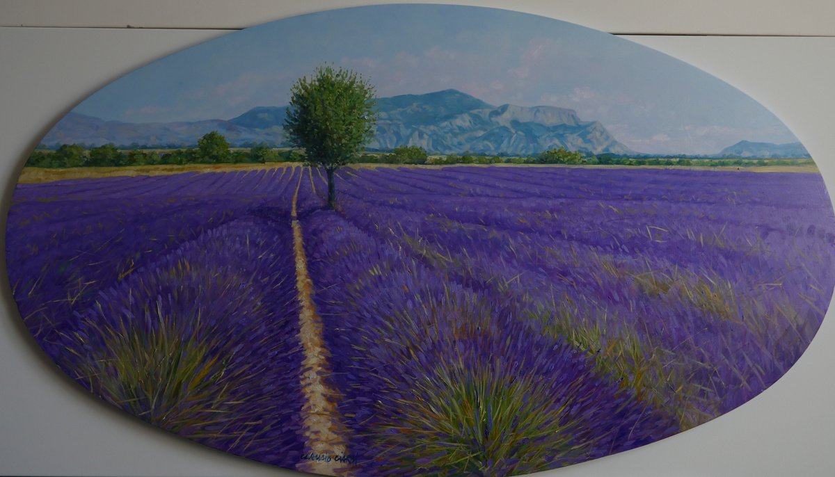 Fields of lavande in Provence by Claudio Ciardi