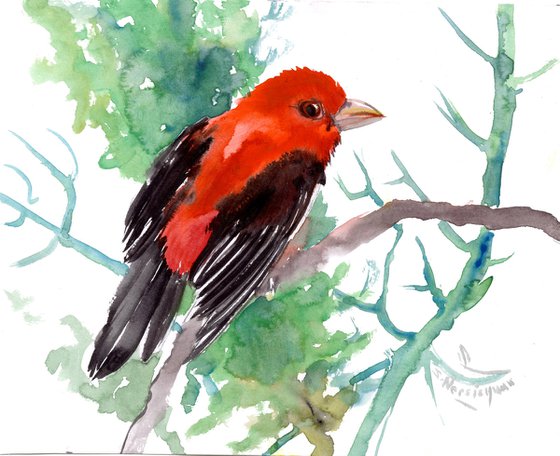 Summer Tanager