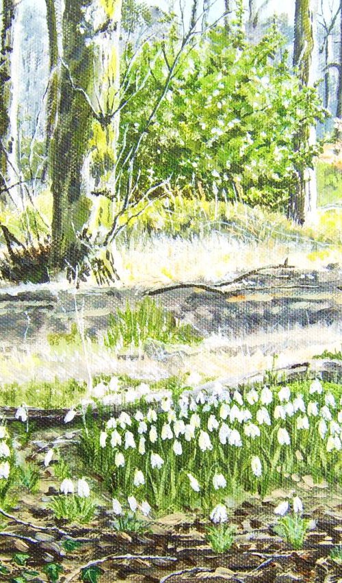Snowdrops in Lyme Park by Max Aitken