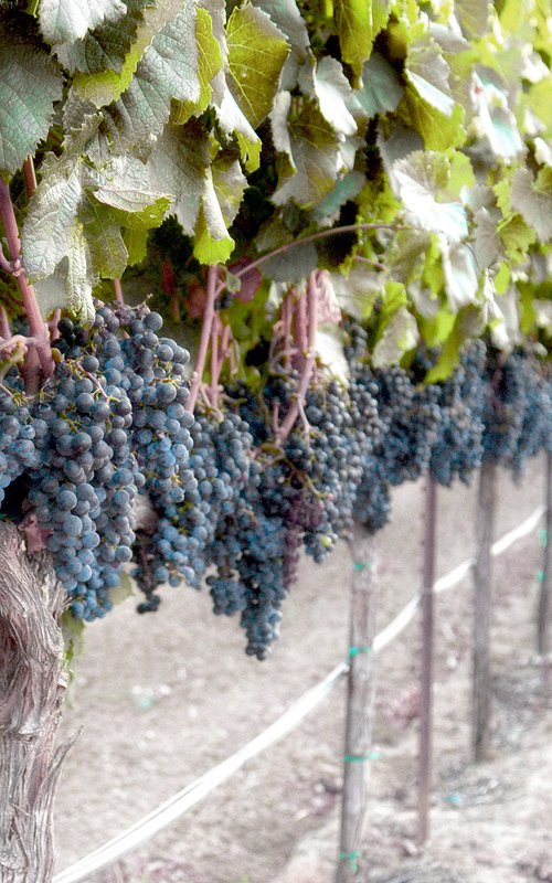 Harvest Time Muted Color by Emily Kent