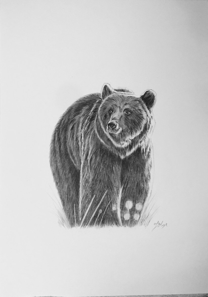 Photorealistic Animal Pencil Drawing By Amelia Taylor, 8 X 12, Bear, Original Artwork