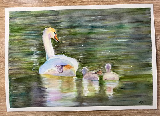 The big stretch! Swans watercolour painting